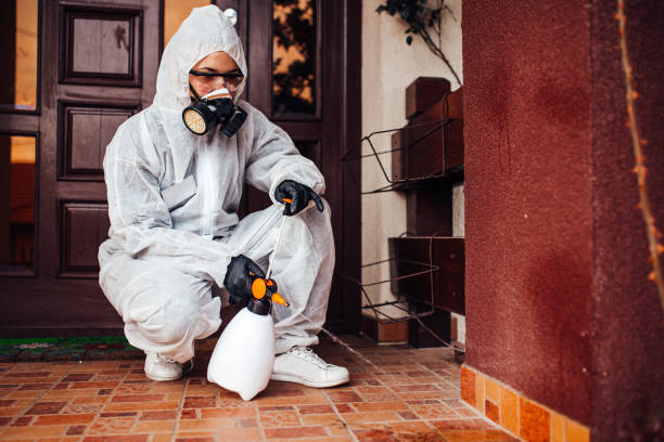 Attic and Crawl Space Rodent Treatment in East Patchogue