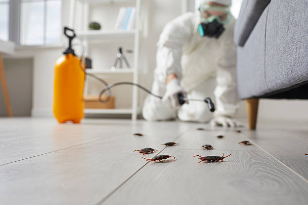 Commercial Rodent Management in East Patchogue
